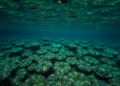 Scientists watch a New Zealand estuary breathe, mapping the seafloor’s hidden oxygen pulse