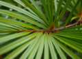 Screwpine Leaves From Mauritius Could Replace Carbon Fibre in Plastics