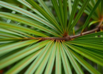Screwpine Leaves From Mauritius Could Replace Carbon Fibre in Plastics