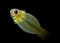 Sea lamprey embryo studies reveal roles of histone methyltransferases in DNA elimination