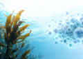 Seaweed Metabolites Could Power the Next Wave of Microbiome Medicine