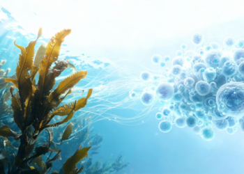 Seaweed Metabolites Could Power the Next Wave of Microbiome Medicine
