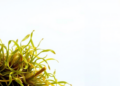 Seaweed, Seagrass and Phytoplankton Shape the Ocean’s Iodine Cycle, Review Finds