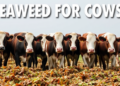 Seaweed for Cows: New Models Reveal the Exact Bromoform Dose That Cuts Methane Best