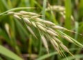 Seesaw Immune Module Explains Why Rice Lost a Powerful Disease Resistance Gene