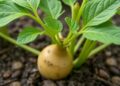Selected DNA aptamers bind potato spindle tuber viroid and modulate infection