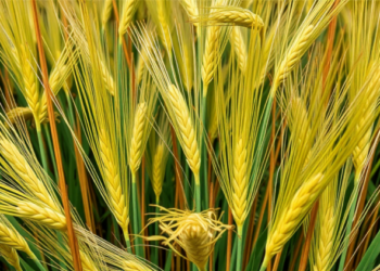 Semi-Automated Image Tool Speeds Up Wheat Rust Disease Tracking