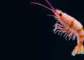 Shrimp-Killing Vibrio Genomes Reveal Toxin and Secretion Weaponry Are Not Directly Linked