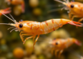 Shrimp Rewrite Their Genes to Thrive in Microbe-Rich Biofloc Farms