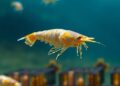 Shrimp feed and humic acid foul aquaculture membranes differently, study finds