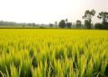 Silicon’s complex effects on arsenic in rice shaped by terrain and soil