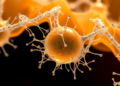 Silk Hydrogels Armored with Silver-Laced Titanium Nanofibers Fight Bacteria and Support Cells