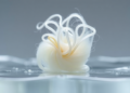 Silkworm Silk Turned Into Magnetic Lanthanum Adsorbent That Strips Phosphate From Wastewater