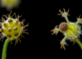 Simple Microscope Test Reveals Which Ancient Plant Spores Are Truly Alive