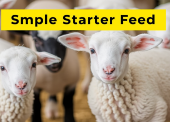 Simple Starter Feed Boosts Lamb Growth Before and After Weaning