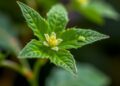 Simple buffered chromatin purification enables high-yield plant proteomics and epigenomics