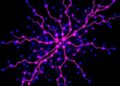 Single-cell maps reveal how enhancers regulate their target genes