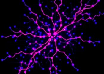 Single-cell maps reveal how enhancers regulate their target genes