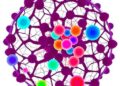 Single-cell omics reveal macrophage diversity in organ fibrosis