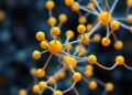 Slime mold algorithm meets reinforcement learning to optimize distributed assembly scheduling