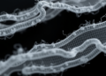 Slow Heat, More Char: New Study Maps How Ioncell Cellulose II Fibers Turn Into Carbon