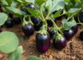 Smart Sensors Slash Water and Fertilizer Use in Eggplant Fields Without Yield Loss