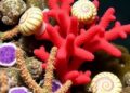 Snails caught eating fire coral in Indo-Pacific reefs for first time