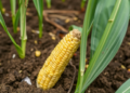 Soil Bacteria Called Streptomyces Help Maize Survive Drought, Greenhouse Study Shows