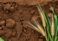 Soil Chemistry Decides the Best Way to Keep Cadmium Out of Wheat