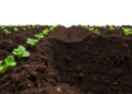 Soil Microbes and Emissions Reveal a Clear Divide Between Conventional, Organic, and Natural Farming
