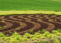 Soil Moisture and Traditional Mowing Shape Carpathian Grassland Diversity