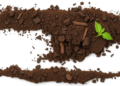 Soil Texture Emerges as the Hidden Variable Deciding When Crops Truly Need Water