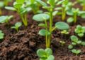Soil chemistry and microbes drive crop nutrient use efficiency