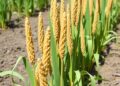 Sorghum cold tolerance genes vary by growth stage, revealing trade-offs