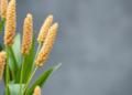 Sorghum’s Rare Antioxidants Offer New Hope for Functional Foods
