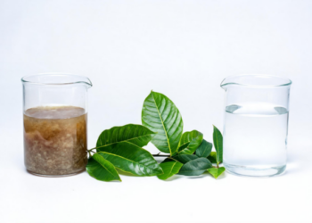 Soursop and Avocado Leaves Show Powerful Potential as Natural Water Purifiers