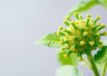 Soybean Enzyme GmASMT8 Emerges as Key Helper for a Damaging Plant Virus