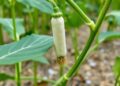 Soybean gene GmHMGR6 improves salt tolerance via nitrogen metabolism control
