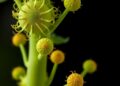 Soybean nodule bacterium Pseudomonas sp. JDE115 suppresses pathogen Agroathelia rolfsii