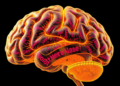 Spatial Hi-C Maps 3D Genome Folding Directly Inside Brain Tissue
