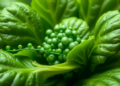 Spinach Relative Yields Green-Made Nanoparticles That Attack Bacteria and Lung Cancer Cells