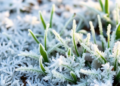Spring Frosts Can Leave Vegetation Greener Than Before, Global Study Finds
