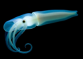 Squid Light Organ Hides a Surprisingly Complex Nervous System