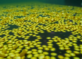 Sri Lanka’s Duckweeds Pack Protein, Omega-3s and Potent Antidiabetic Power, Study Finds