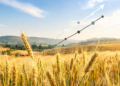 Statistical Model Powers Release of New High-Yield Wheat Variety in Ethiopia