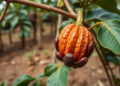 Statistical model reveals why Ghanaian cocoa farmers mix rehabilitation strategies on aging farms