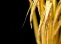 Streamlined Leaching and Hydrothermal Process Boosts Rice Husk Valorization