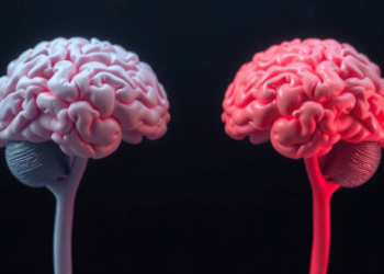 Stress Hits the Male and Female Hippocampus in Fundamentally Different Ways