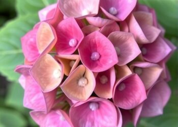 Study finds HmaERF87 boosts hydrangea resistance to leaf spot disease