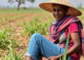 Study reveals which livelihood capital best shields rural food security from drought